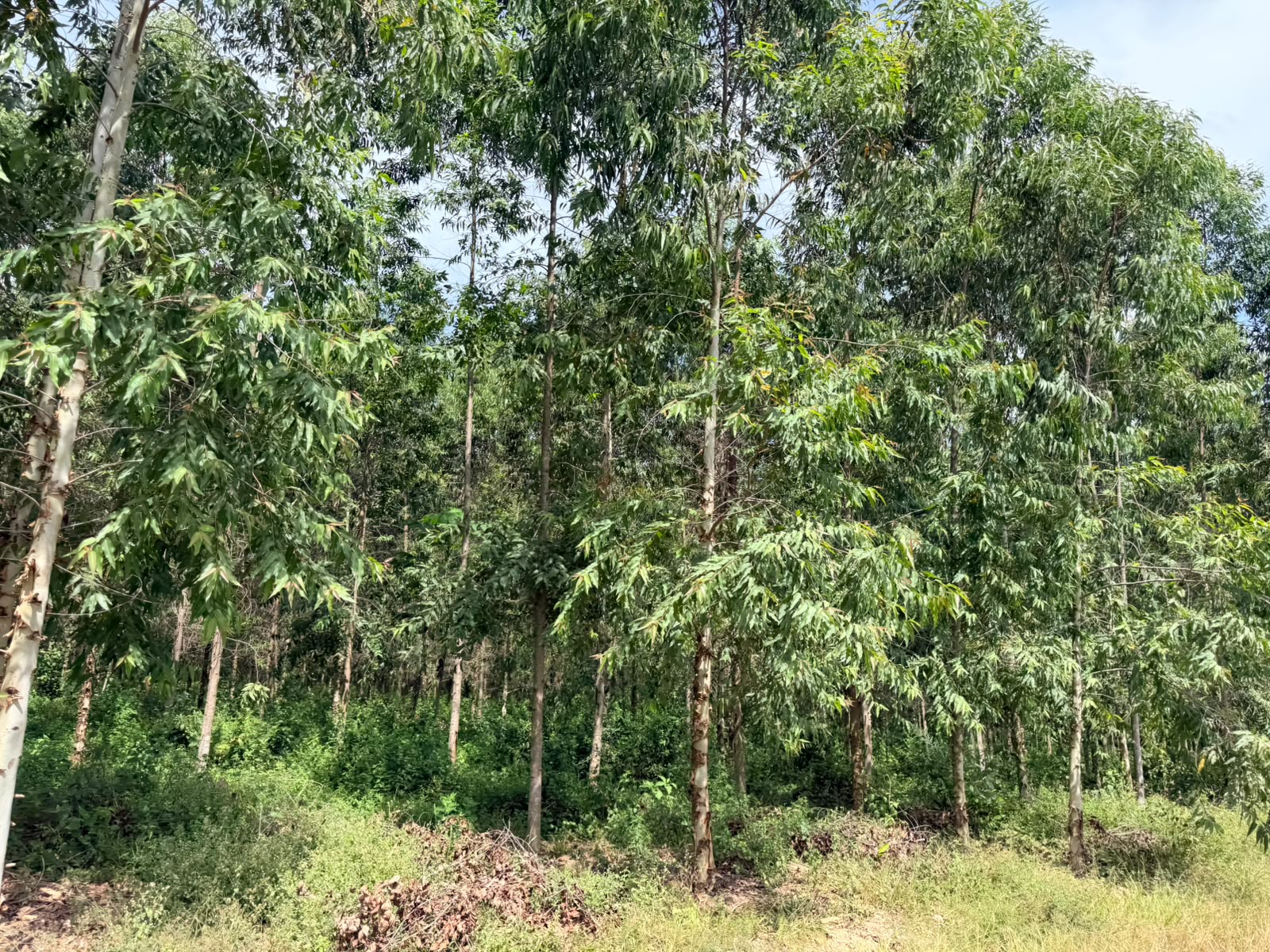Eucaliptal de plantación propia, árboles altos y frondosos