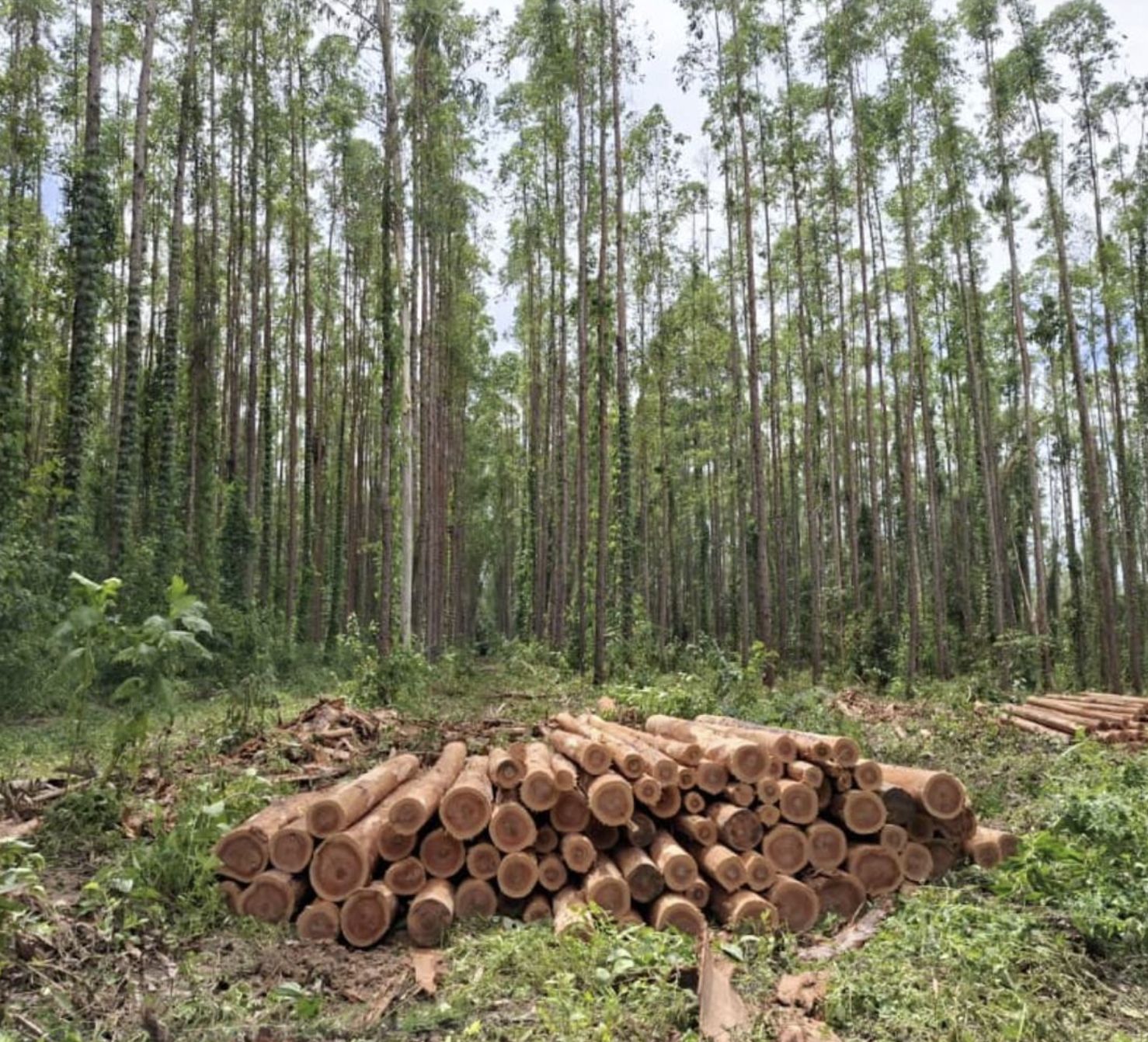 Plantación de eucalipto con troncos recién cortados y apilados entre los árboles