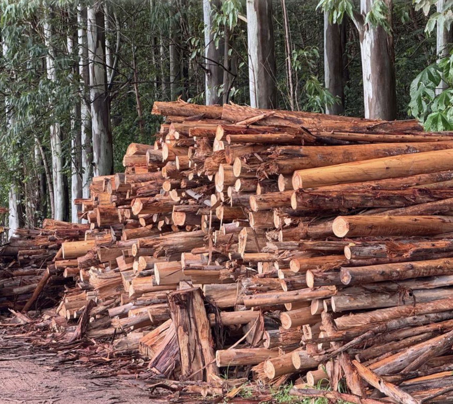 Pila de troncos de eucalipto recién cosechados junto a la plantación